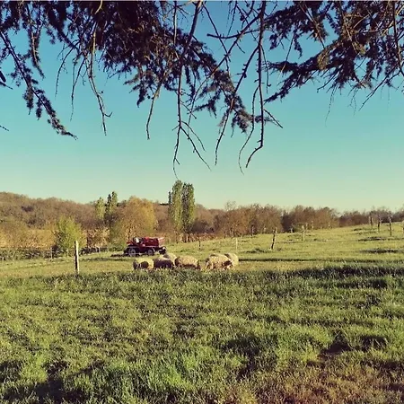 Le Cèdre Saint-Arailles